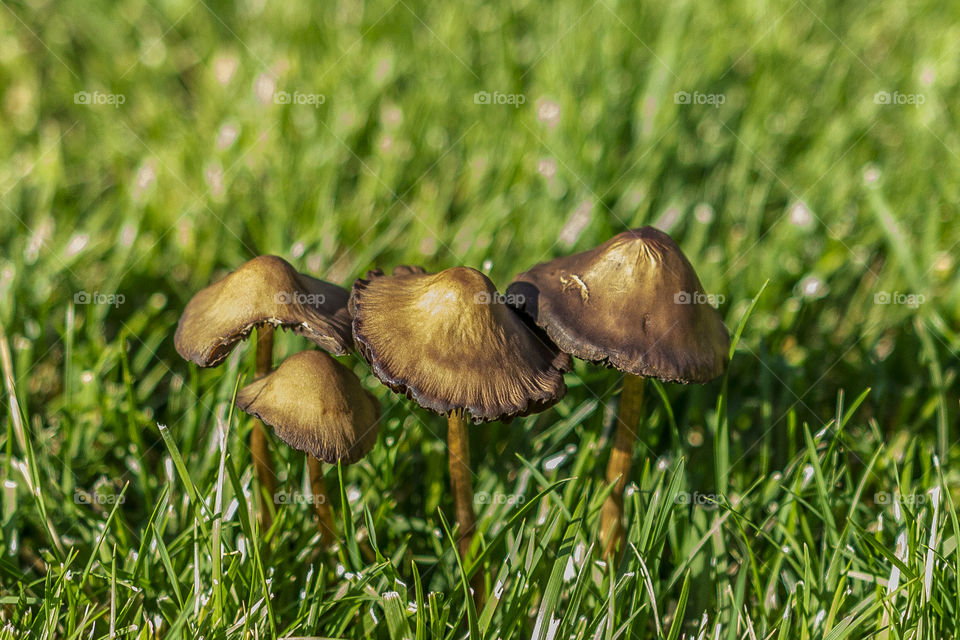 Mushroom row 