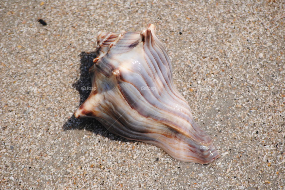 Whelk shell in the Sand