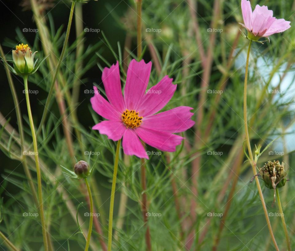pink helichrysum