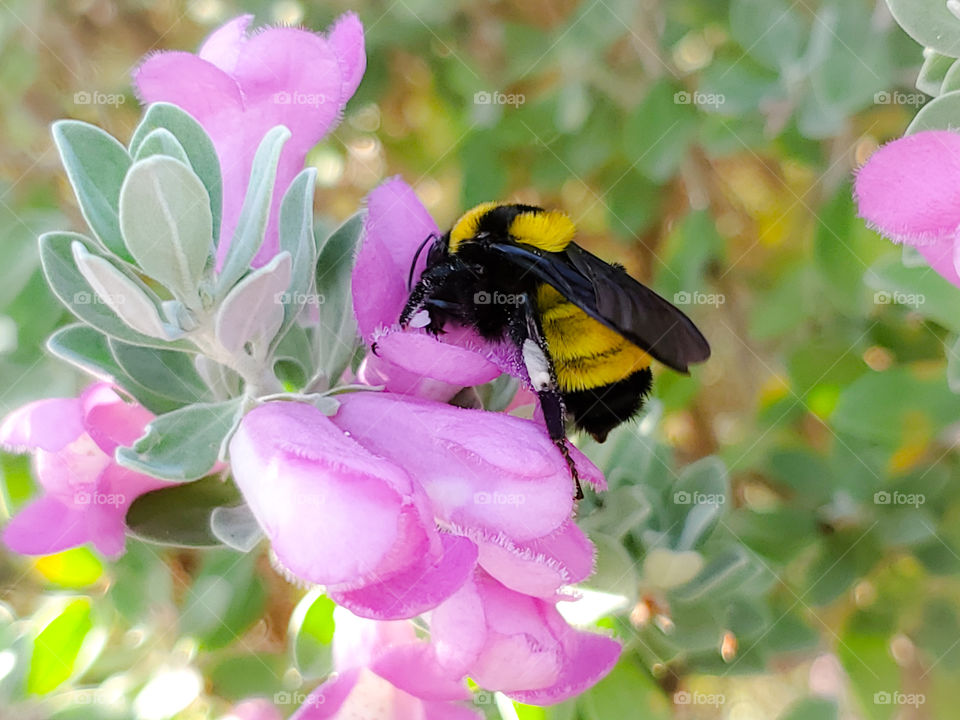 Black and rich yellow sonoron bumble bee pollinating pink cenizo bush flowers