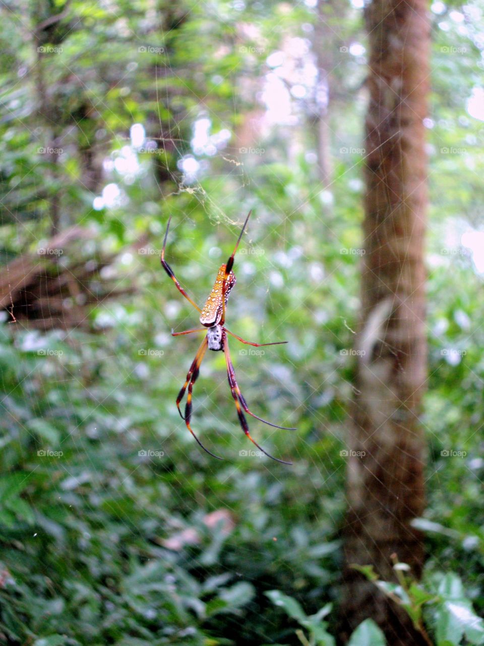 Close-up of spider in web