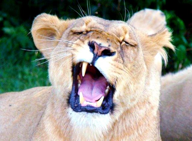 lion still sleepy