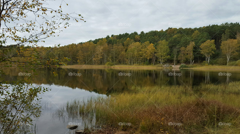 Forest reflecting on lake