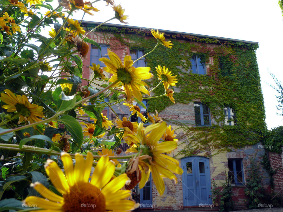 Close-up of yellow flowers against building in Neuruppin, Germany.