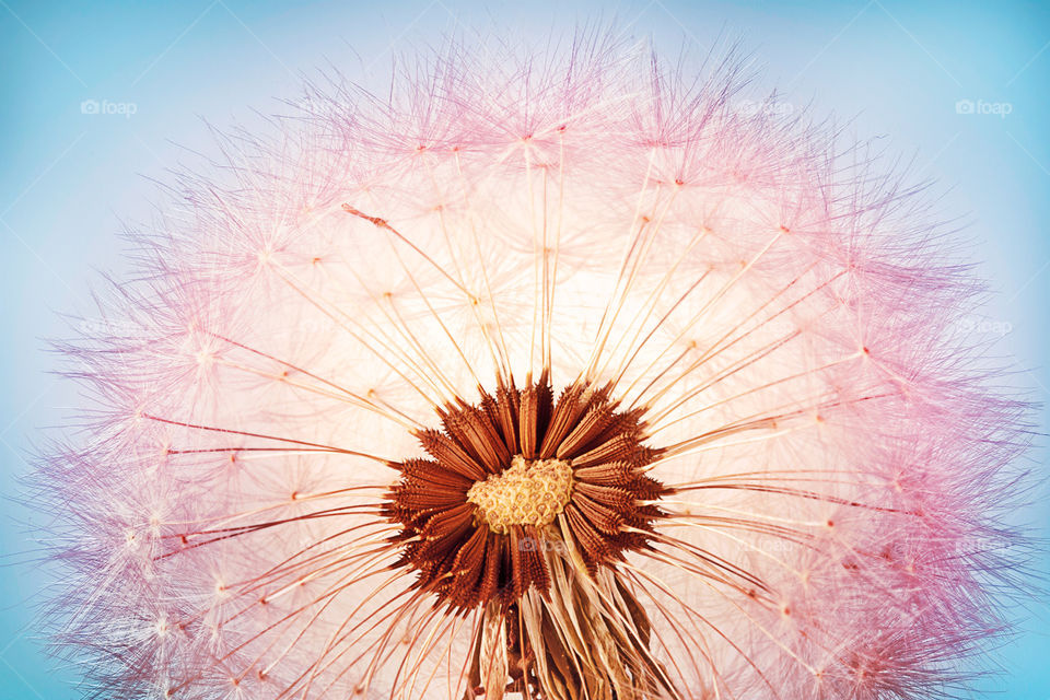 Closeup of dandelion