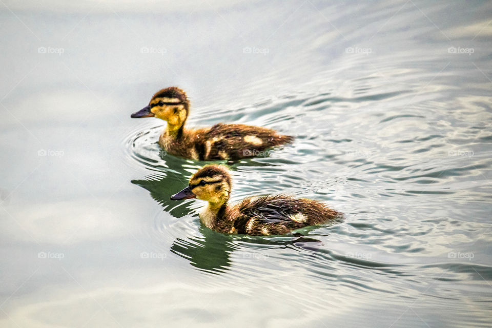 small bird ducks