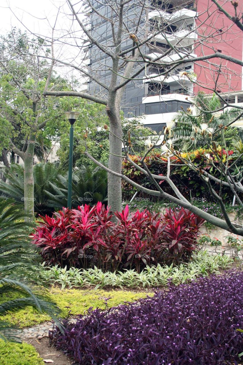 Garden in park at Guayaquil Ecuador.