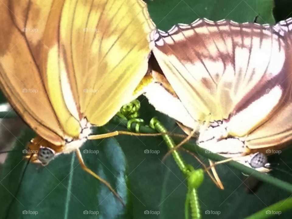 Butterfly couple.