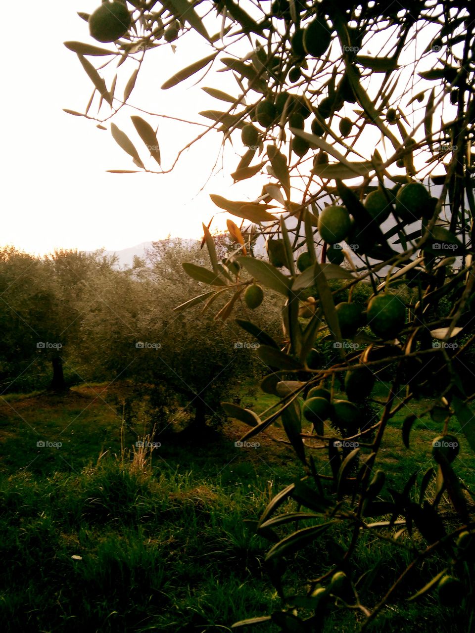 Olive trees. Olive groove at sunset.