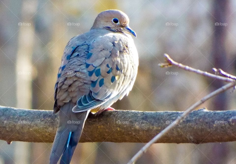 Turtle Dove