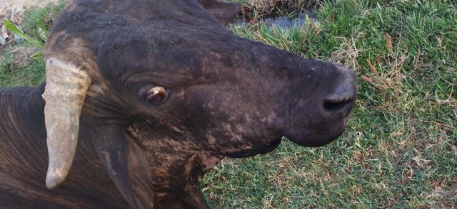 indian bull