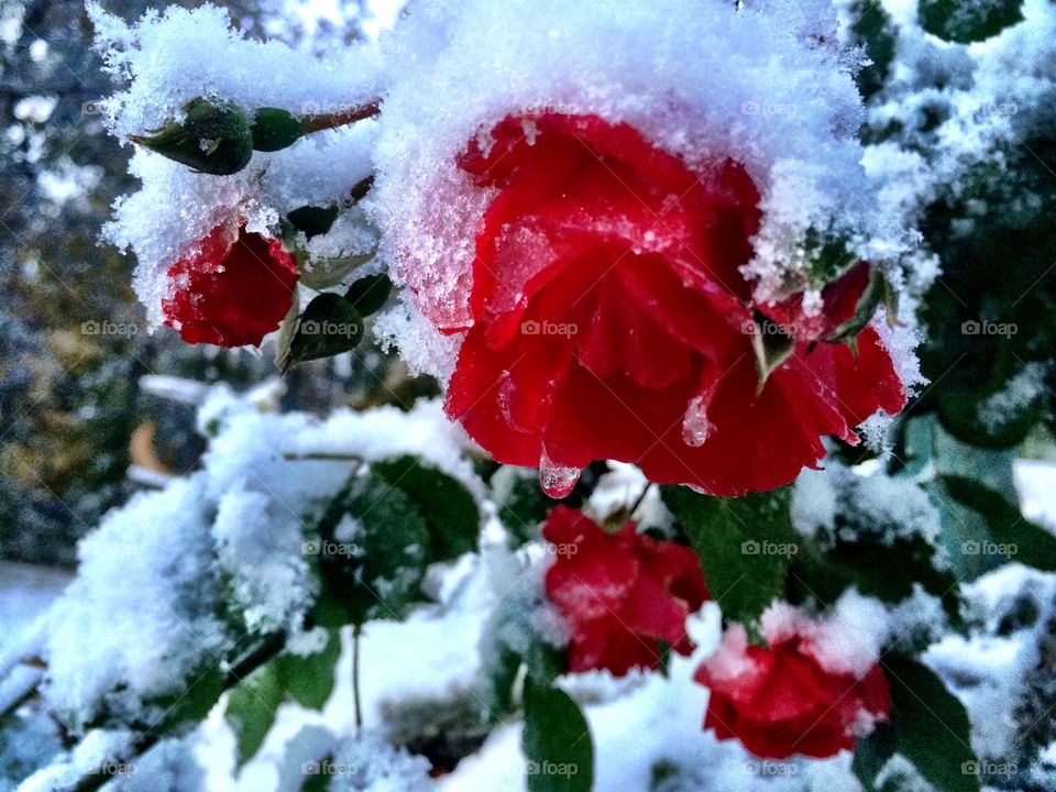Snow on roses