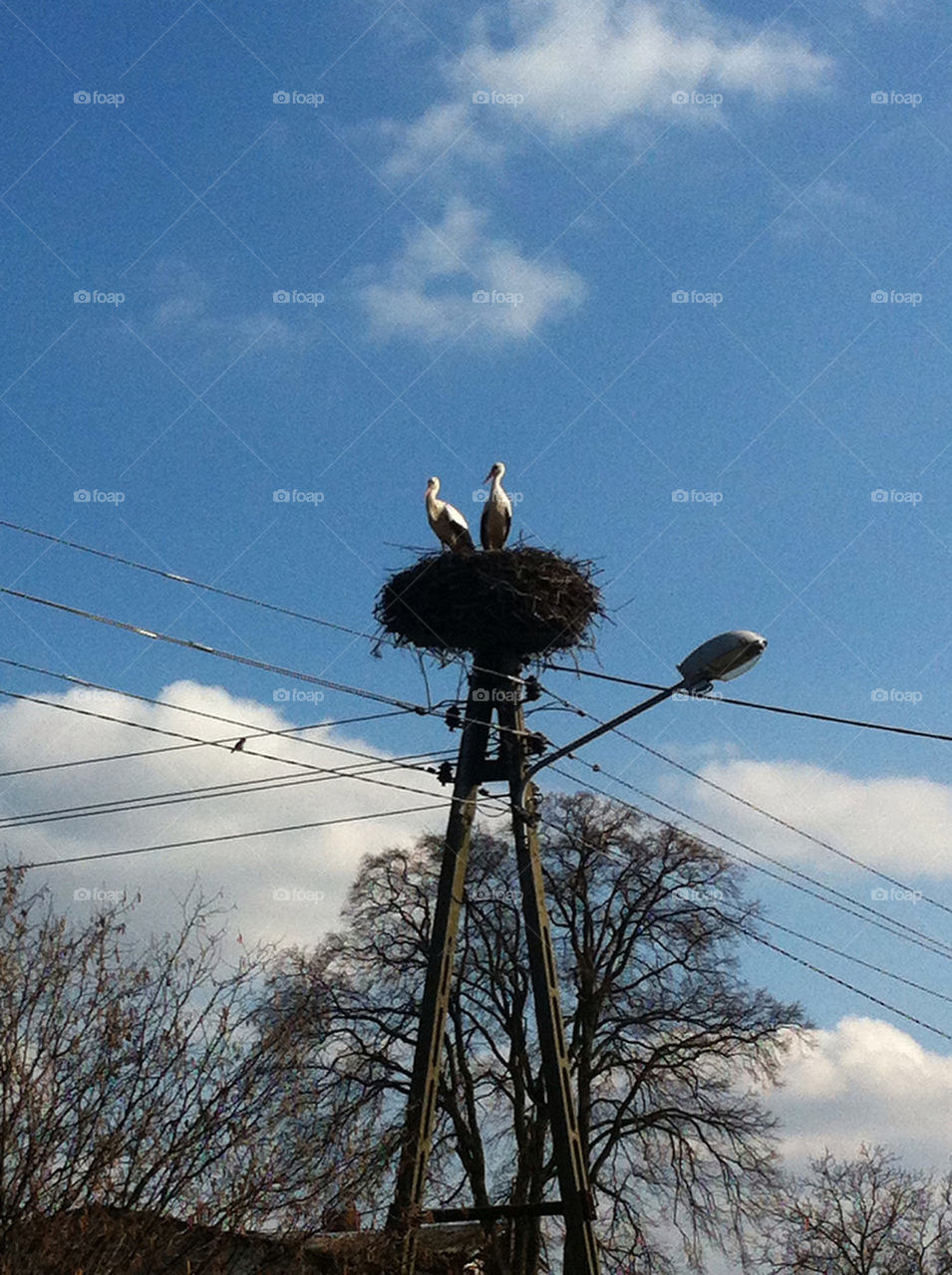 sky spring nest stork by tomekferenc