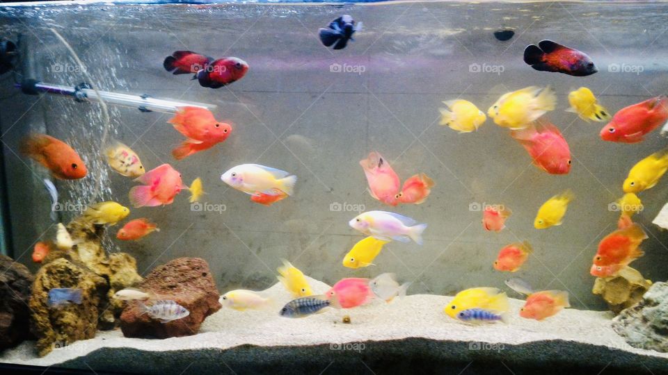 Blood Parrot Cichlids