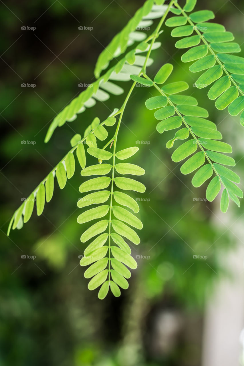 Leaf, Nature, Flora, Environment, No Person