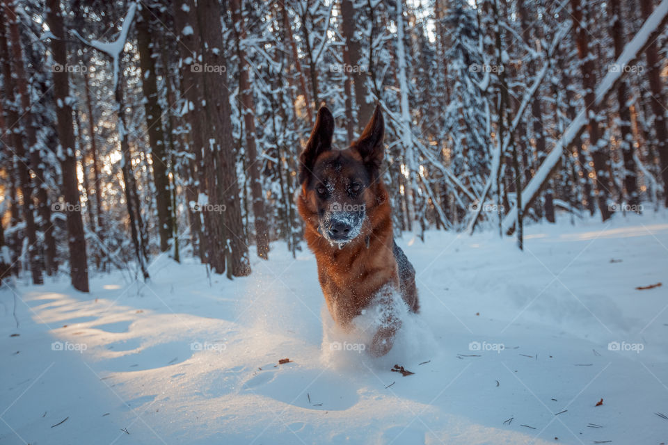 Dogs playing in snow