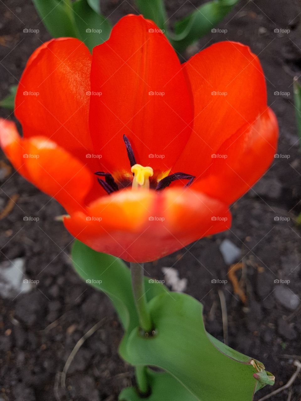 tulip