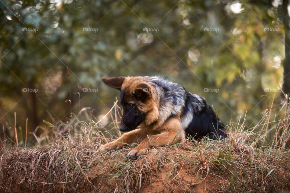 Young German shepherd puppy portrait at autumn park