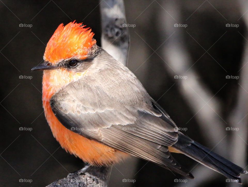 Vermillion Flycatcher in the Desert