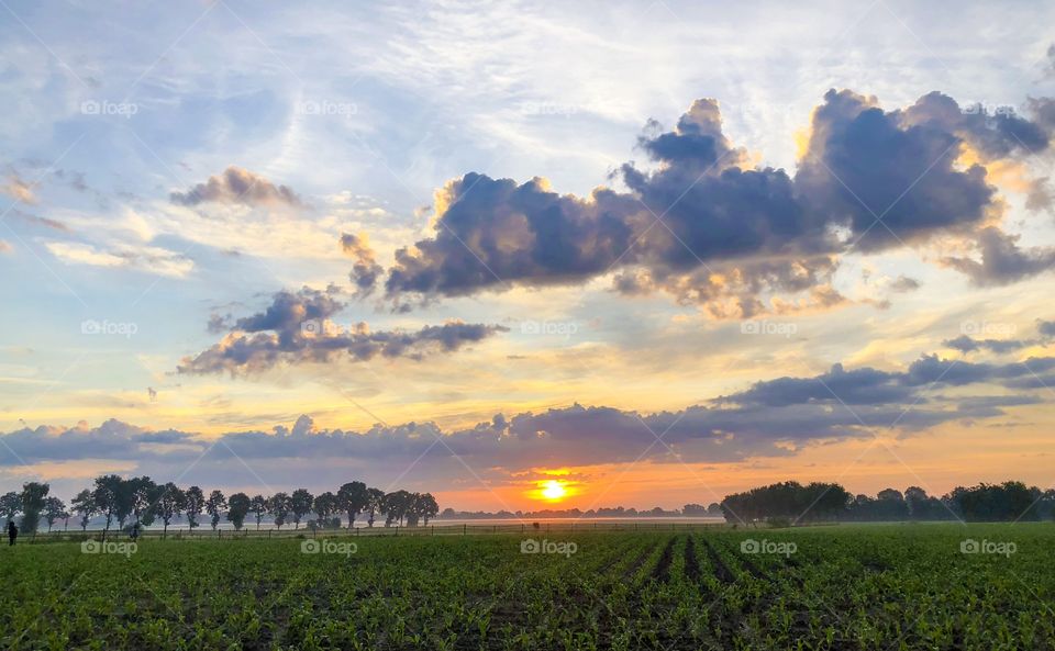 Morning sun and dramatic cloudy sky over an agraric field of crop