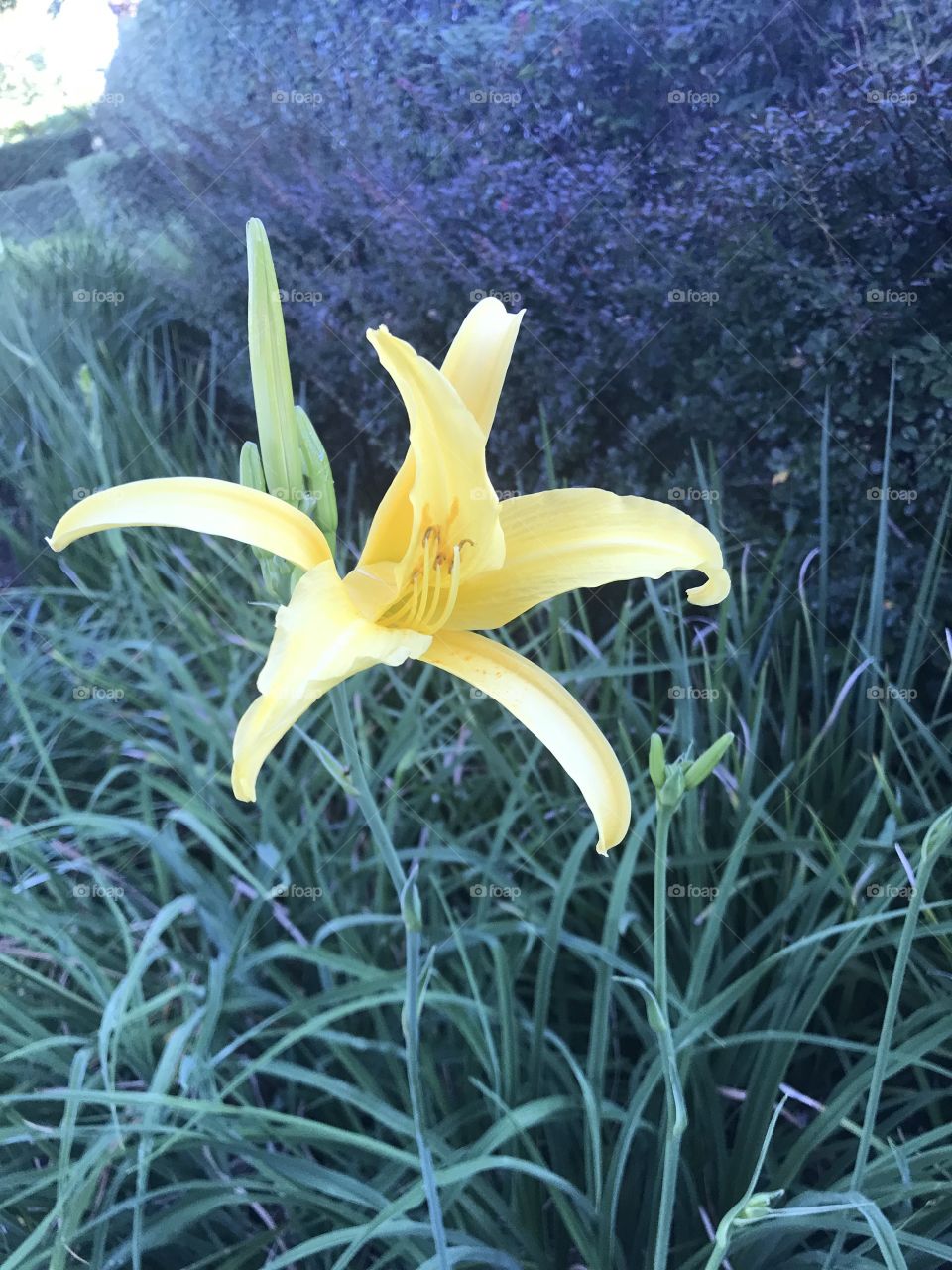 Bright vibrant yellow flower in full bloom 