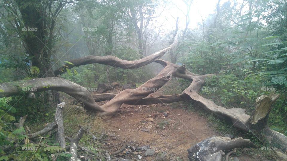 Fallen tree in the morning mist