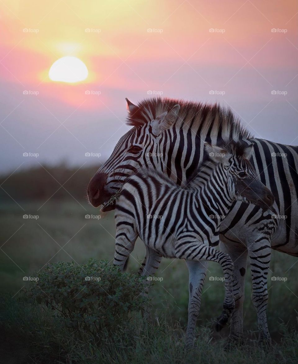 zebra in sunset
