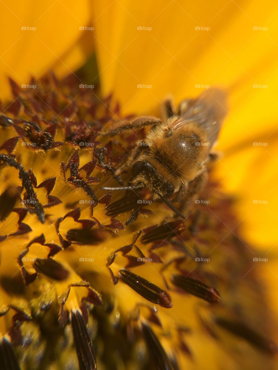 Honeybee on sunflower
