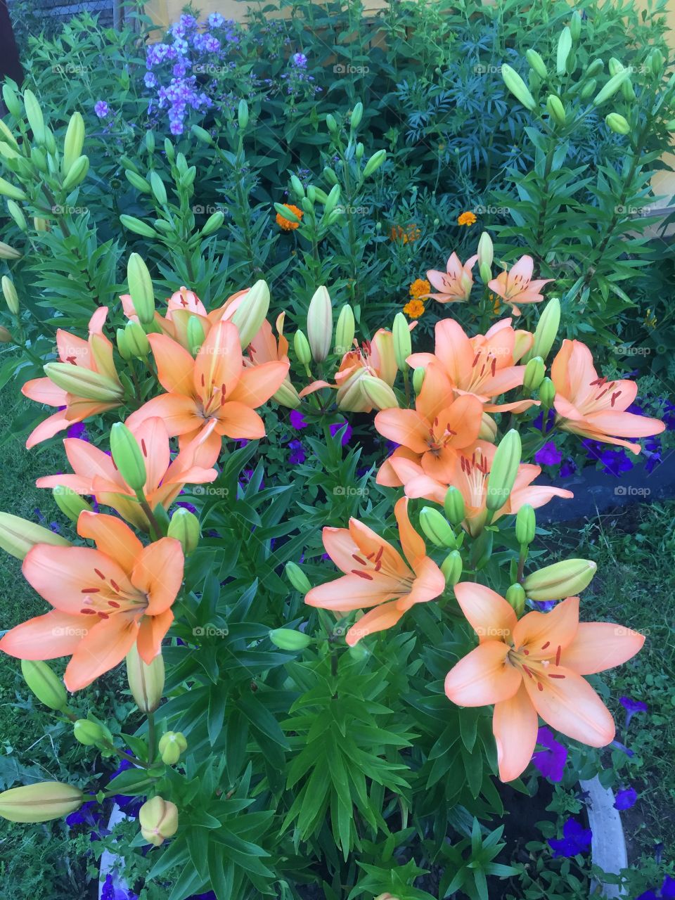 Bouquet of orange lilies 