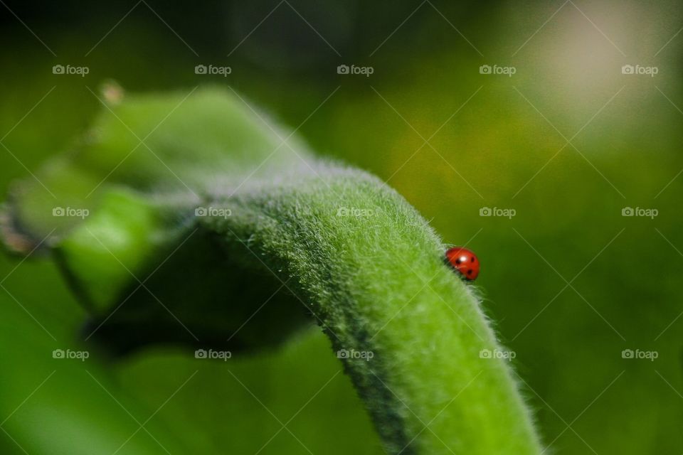 Ladybug