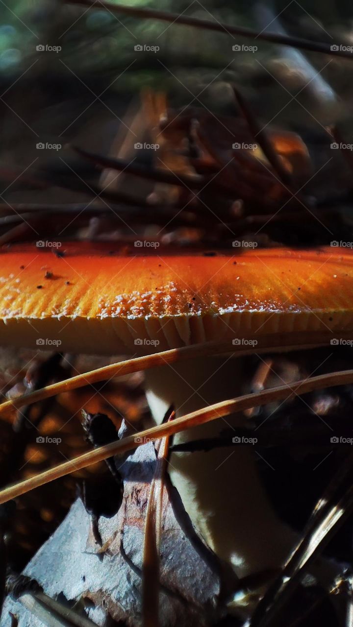 Macro photo of mushrooms in the forest