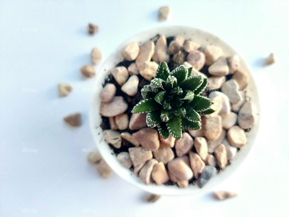 Zebra haworthia plant.