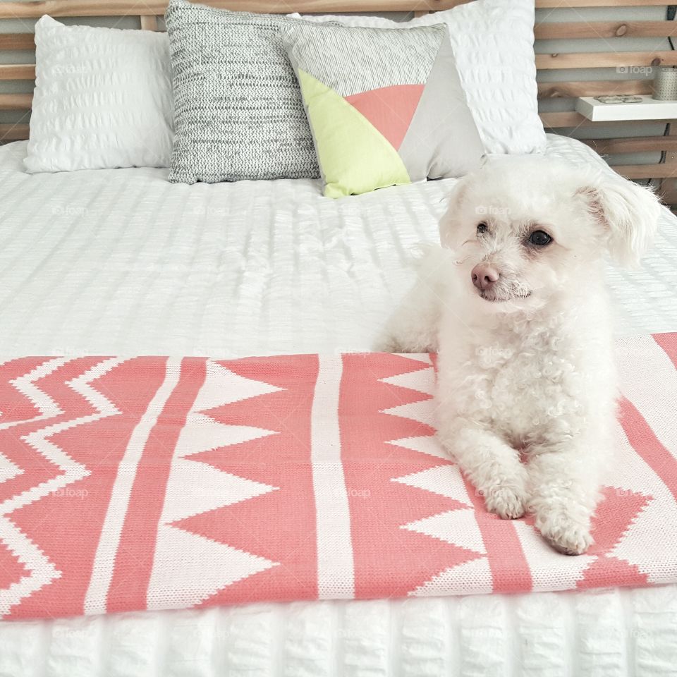dog on a bed all white with pops of color