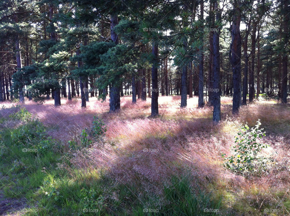 sweden trees woods träd by ingrid13