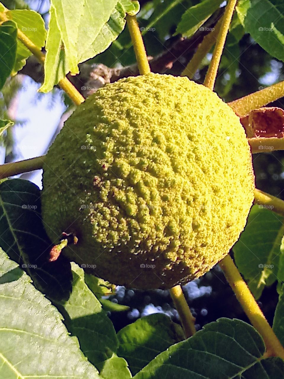 Walnut in the Making