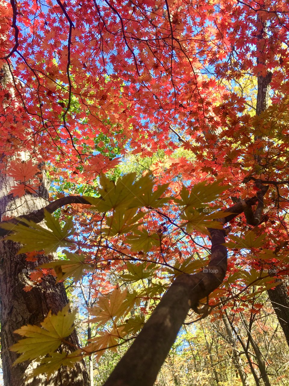 Autumn color 