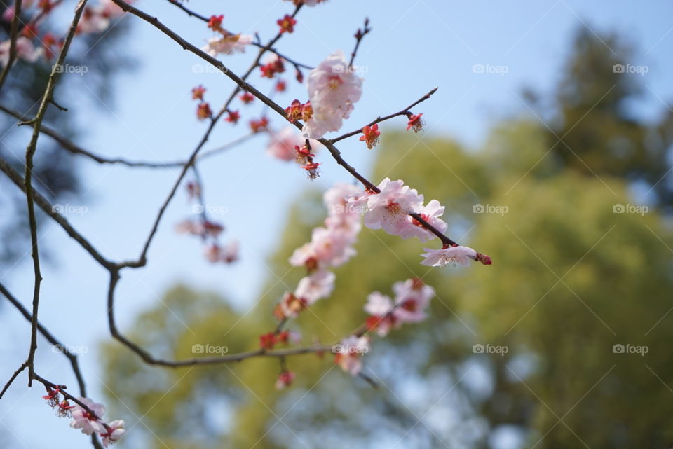 Sakura branches 