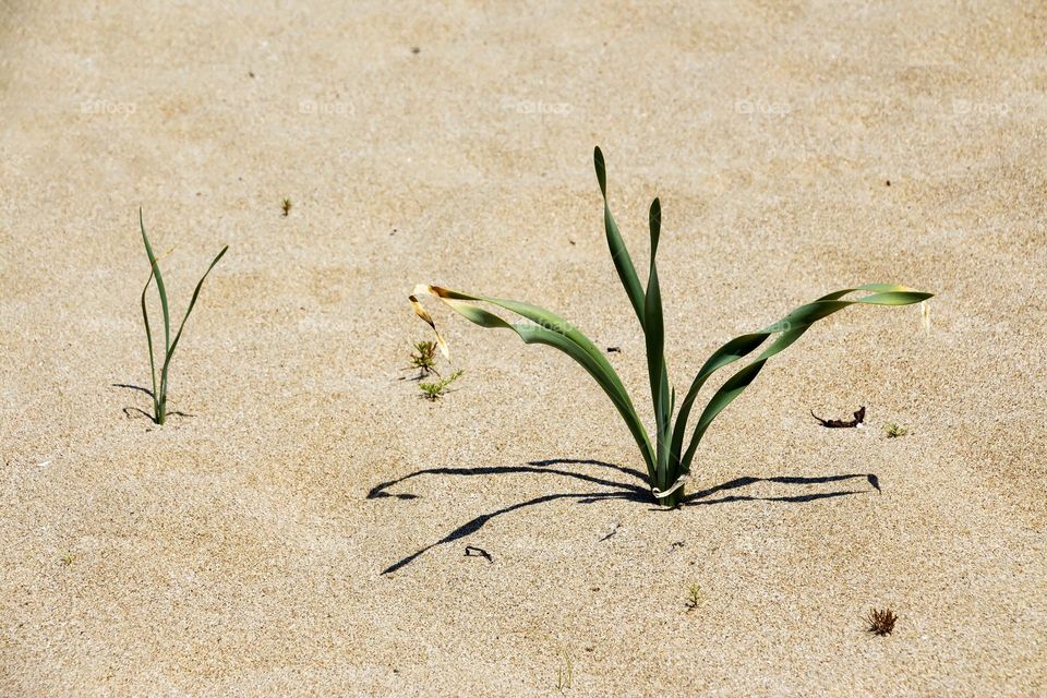 Sand lily or sea daffodils in Arcutino beach, Bulgaria