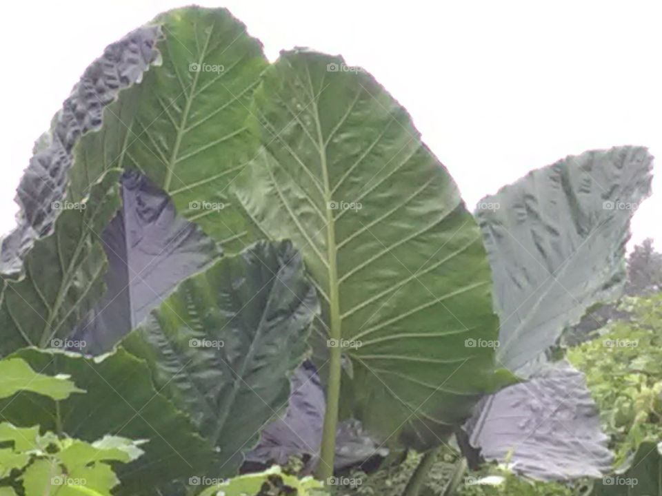 The Garden is the beginning of our daily routine, the Garden feels like it is the experience of Santa.