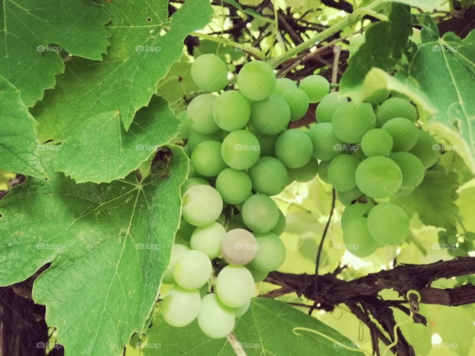 Grapes