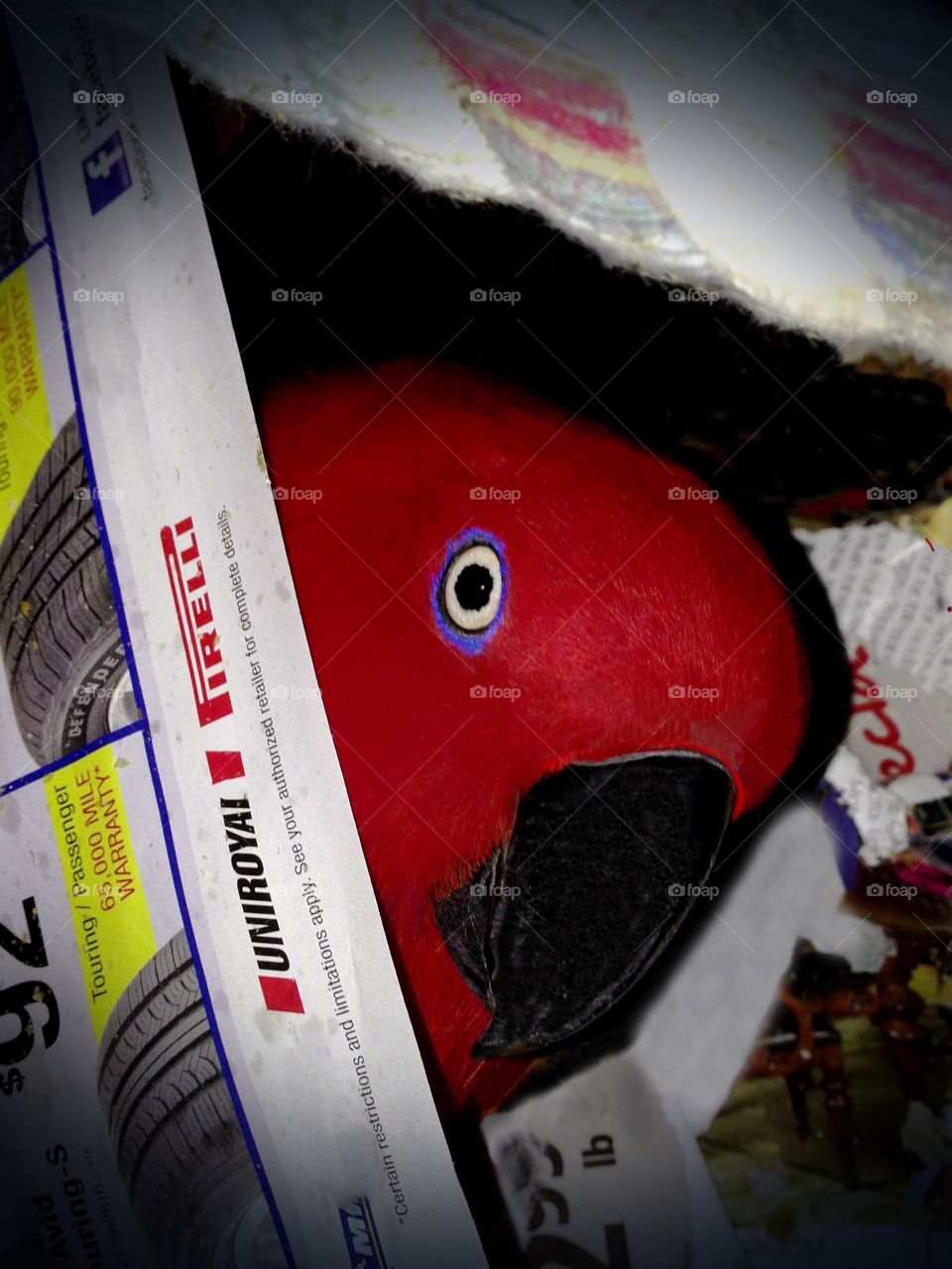 Sadie the red parrot playing Peek-a-Boo.