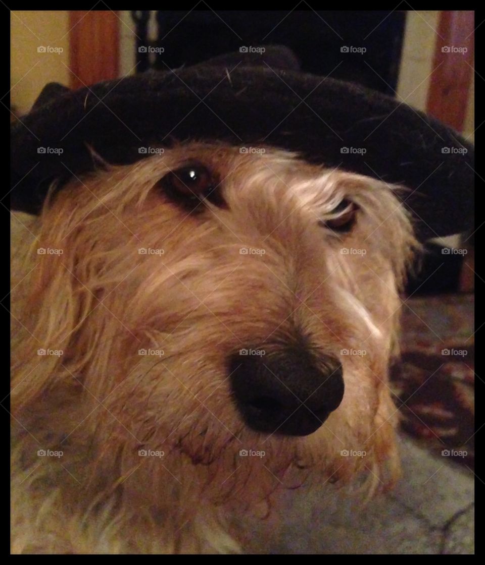 Daisy in hat. My dog sadie posing for photo in hat
