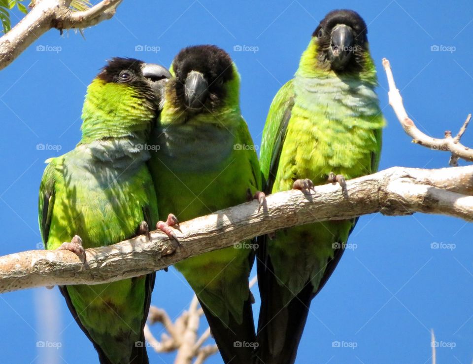 Green Parrots Telegraph