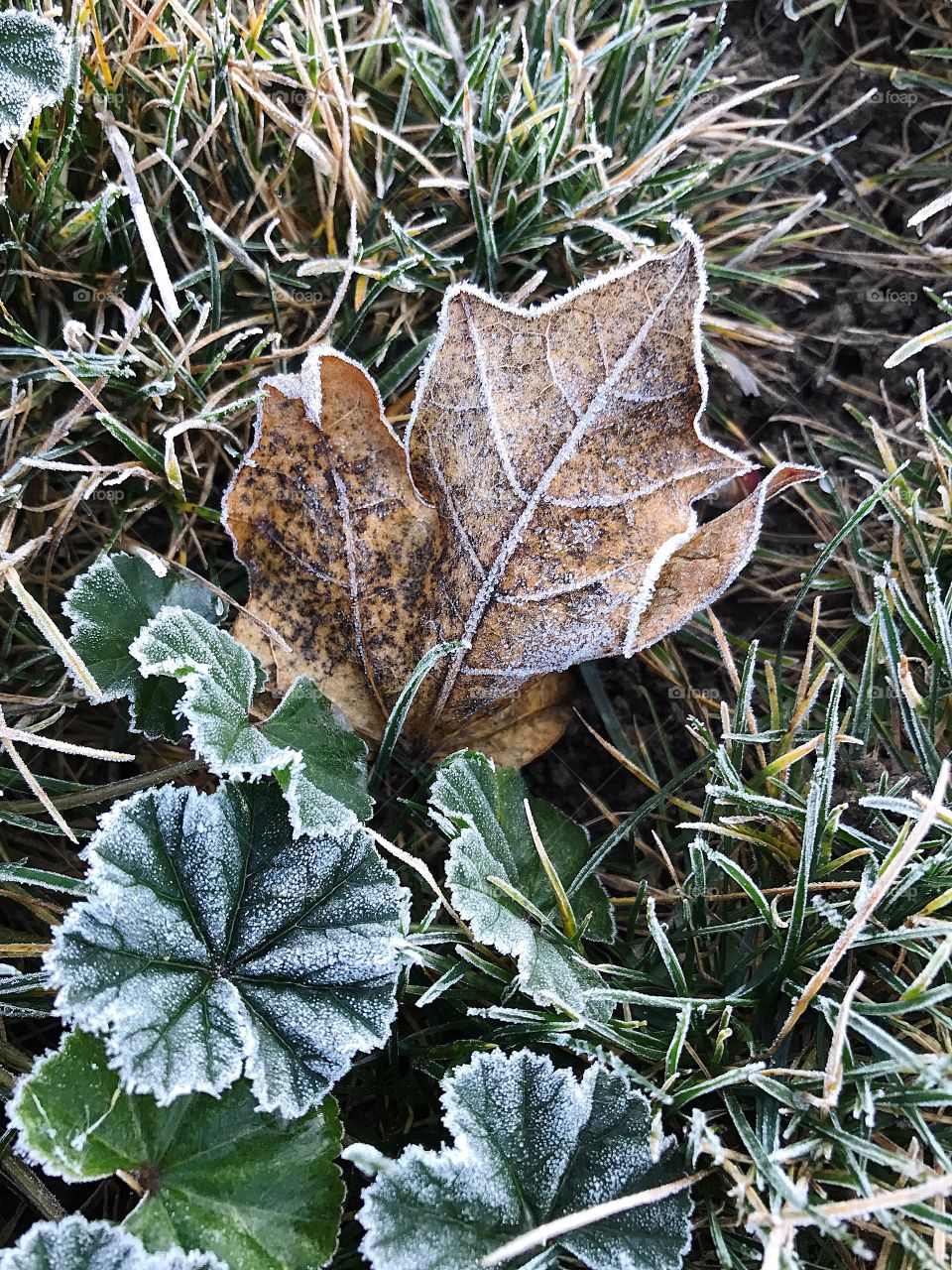 A dried maple leaf in the grass of a lawn frosted and iced over in the winter. 