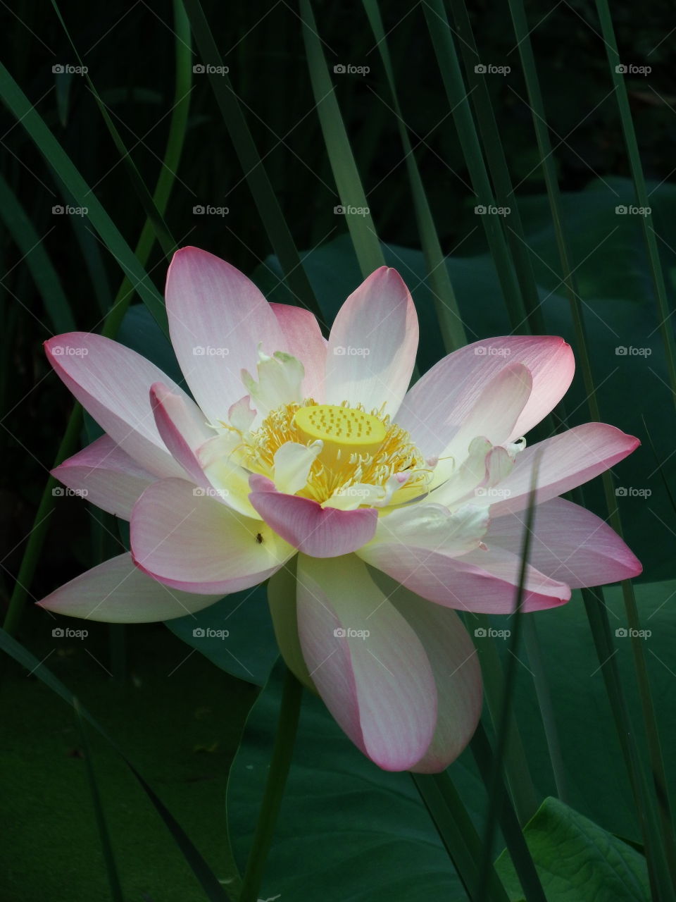 Closeup of a large aquatic bloom opened up.