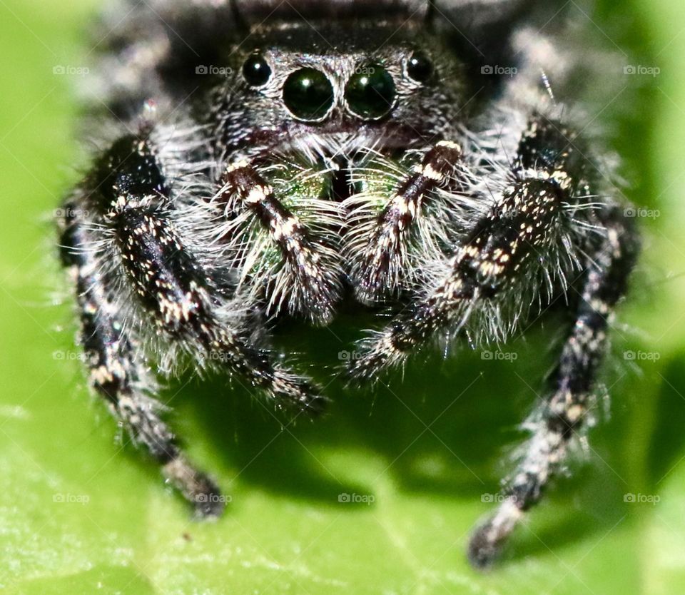 Jumping spider closeup 