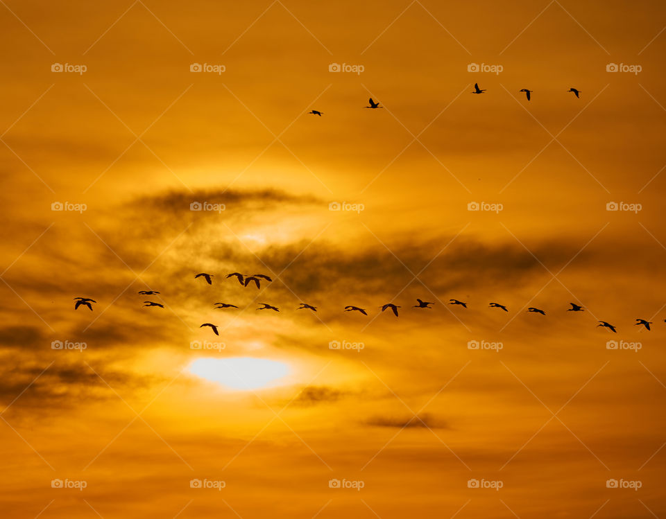 Bird  photography  - sun  shine  - silhouette