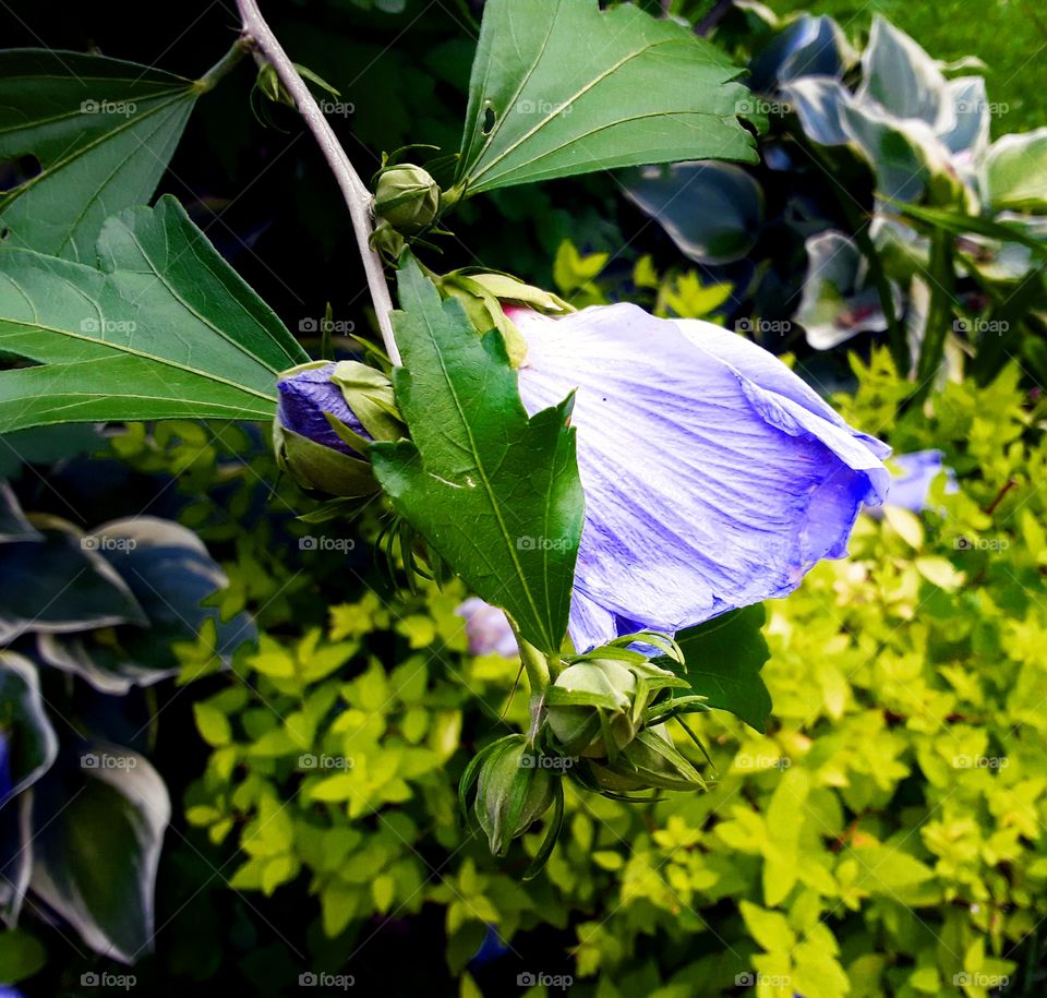 Blue flower about to open
