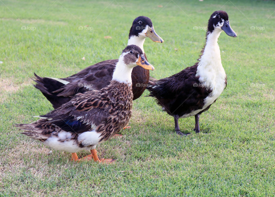 Ducks on green grass