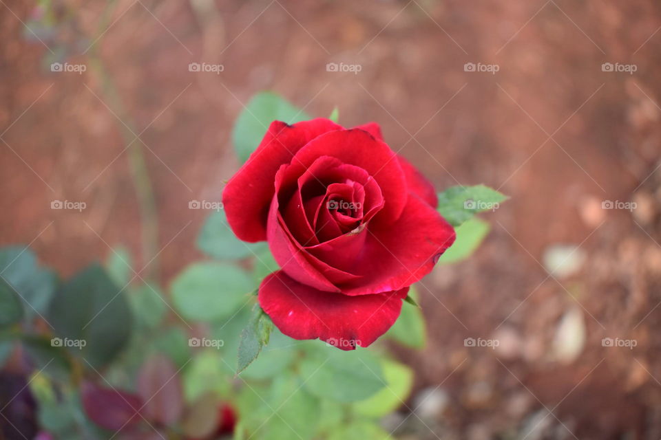 red rose on the soil blur background
